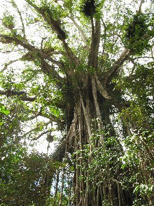 Cathedral Fig Tree - Holiday Adelaide 0