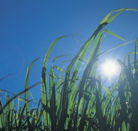 Australian Sugar Industry Museum - Holiday Adelaide