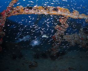 Lady Bowen Dive Site - Holiday Adelaide 1