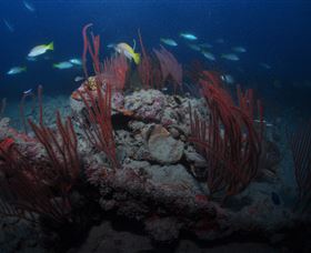Lady Bowen Dive Site - Holiday Adelaide 3