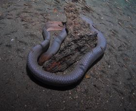 Lady Bowen Dive Site - Holiday Adelaide 2