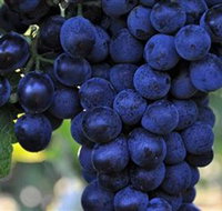 De Bortoli Wines Bilbul - Holiday Adelaide
