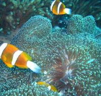 Davies Reef Dive Site - Holiday Adelaide