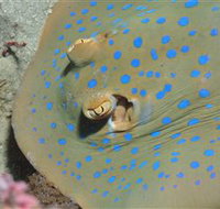 Jorgey's Patch Dive Site - Holiday Adelaide