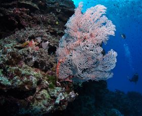Barracuda Bommie Dive Site - Holiday Adelaide 0