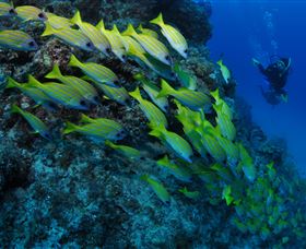 Barracuda Bommie Dive Site - Holiday Adelaide 2