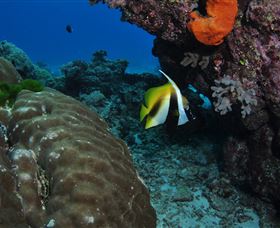 Barracuda Bommie Dive Site - Holiday Adelaide 3