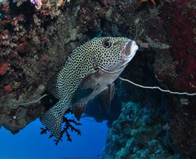Barracuda Bommie Dive Site - Holiday Adelaide 1