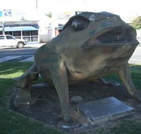 Big Cane Toad - Holiday Adelaide