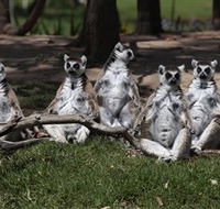 Savannah Visitor Plaza Taronga Western Plains Zoo Dubbo - Holiday Adelaide
