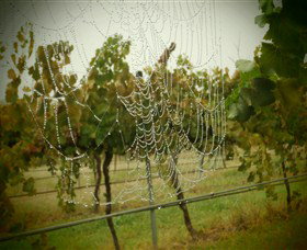 Red Earth Estate Vineyard - Holiday Adelaide 8