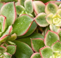 Billabong Garden Complex  Cafe - Holiday Adelaide