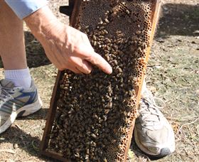Bees On Keswick Island - Holiday Adelaide 1