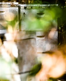 Bees On Keswick Island - Holiday Adelaide 0