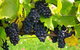 Paramoor Winery - thumb 5