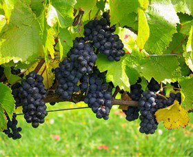 Paramoor Winery - Holiday Adelaide 5