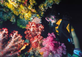 Bait Reef And Garys Lagoon Dive Site - Holiday Adelaide 1