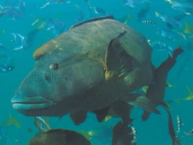 Fairey Reef - Holiday Adelaide 1