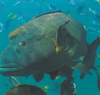 Fairey Reef - Holiday Adelaide