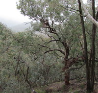Mount Murga walking track