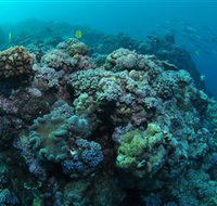 Manta Ray Drop Off Dive Site - Holiday Adelaide