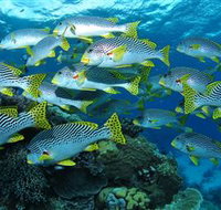 Challenger Bay Dive Site - Holiday Adelaide