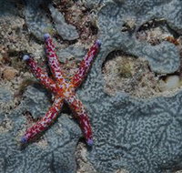 Clam Gardens Dive Site - Holiday Adelaide