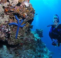 Lighthouse Bommie Dive Site - Holiday Adelaide