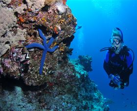 Lighthouse Bommie Dive Site - Holiday Adelaide 0