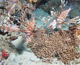 Lighthouse Bommie Dive Site - Holiday Adelaide 3