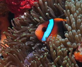 Lighthouse Bommie Dive Site - Holiday Adelaide 2
