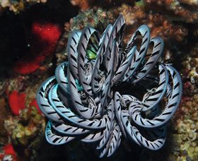 Lighthouse Bommie Dive Site - Holiday Adelaide 1