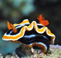 Monolith Dive Site - Holiday Adelaide