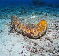 Two Towers Dive Site - Holiday Adelaide