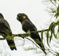 Conimbla National Park - Holiday Adelaide