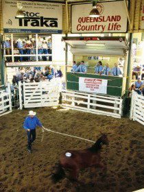 Gracemere Exhibition Complex - Holiday Adelaide 0