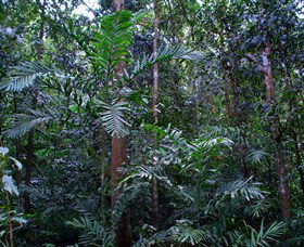 Kutini-Payamu (Iron Range) National Park (CYPAL) - Holiday Adelaide 2