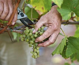 Austins & Co. - Holiday Adelaide 1