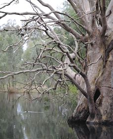 Wonga Wetlands - Holiday Adelaide 3