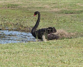 Wonga Wetlands - Holiday Adelaide 6