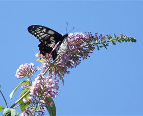 Albury Botanic Gardens - Holiday Adelaide 5