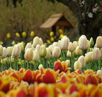 Tulip Top Gardens - Holiday Adelaide