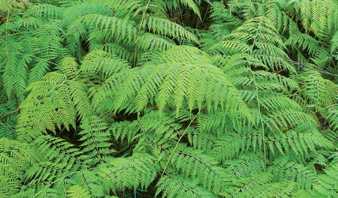 Boonoo Boonoo National Park - Holiday Adelaide 1