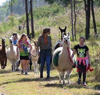 Ottaba Llamas - Holiday Adelaide