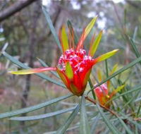 Glenbrook Native Plant Reserve and Nursery - Holiday Adelaide