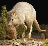 Kanyana Wildlife Rehabilitation Centre - Holiday Adelaide