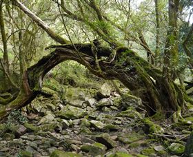 Mitchell River Walking Track - Holiday Adelaide 0