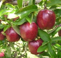 Top 40 Orchard - Holiday Adelaide