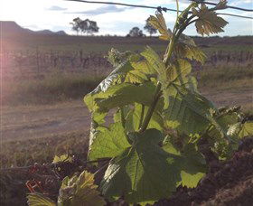 Drayton's Family Wines - Holiday Adelaide 1