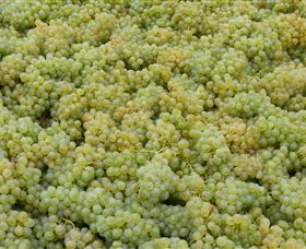 Normanby Wines - Holiday Adelaide 0